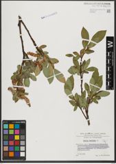 Foto von Salix hastata L.